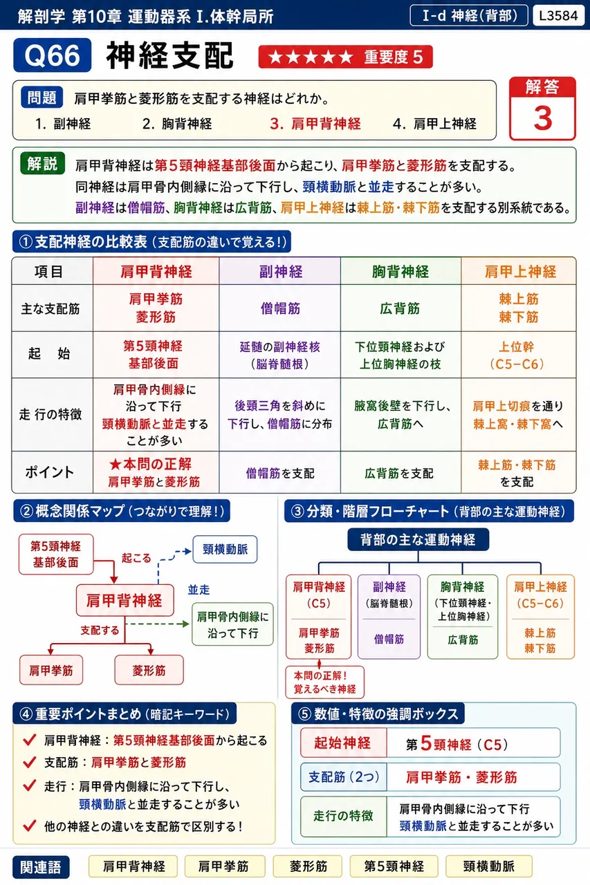 肩甲挙筋と菱形筋を支配する神経はどれか。 解説図