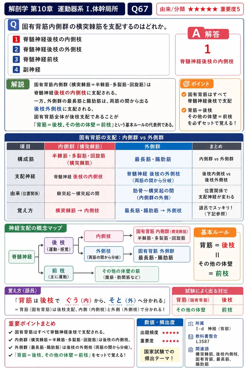 固有背筋内側群の横突棘筋を支配するのはどれか。 解説図