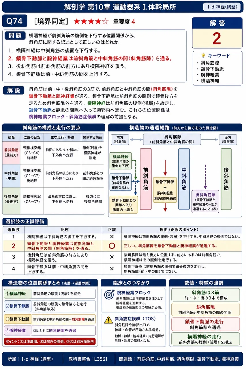 横隔神経が前斜角筋の腹側を下行する位置関係から、斜角筋に関する記述として正しいのはどれか。 解説図