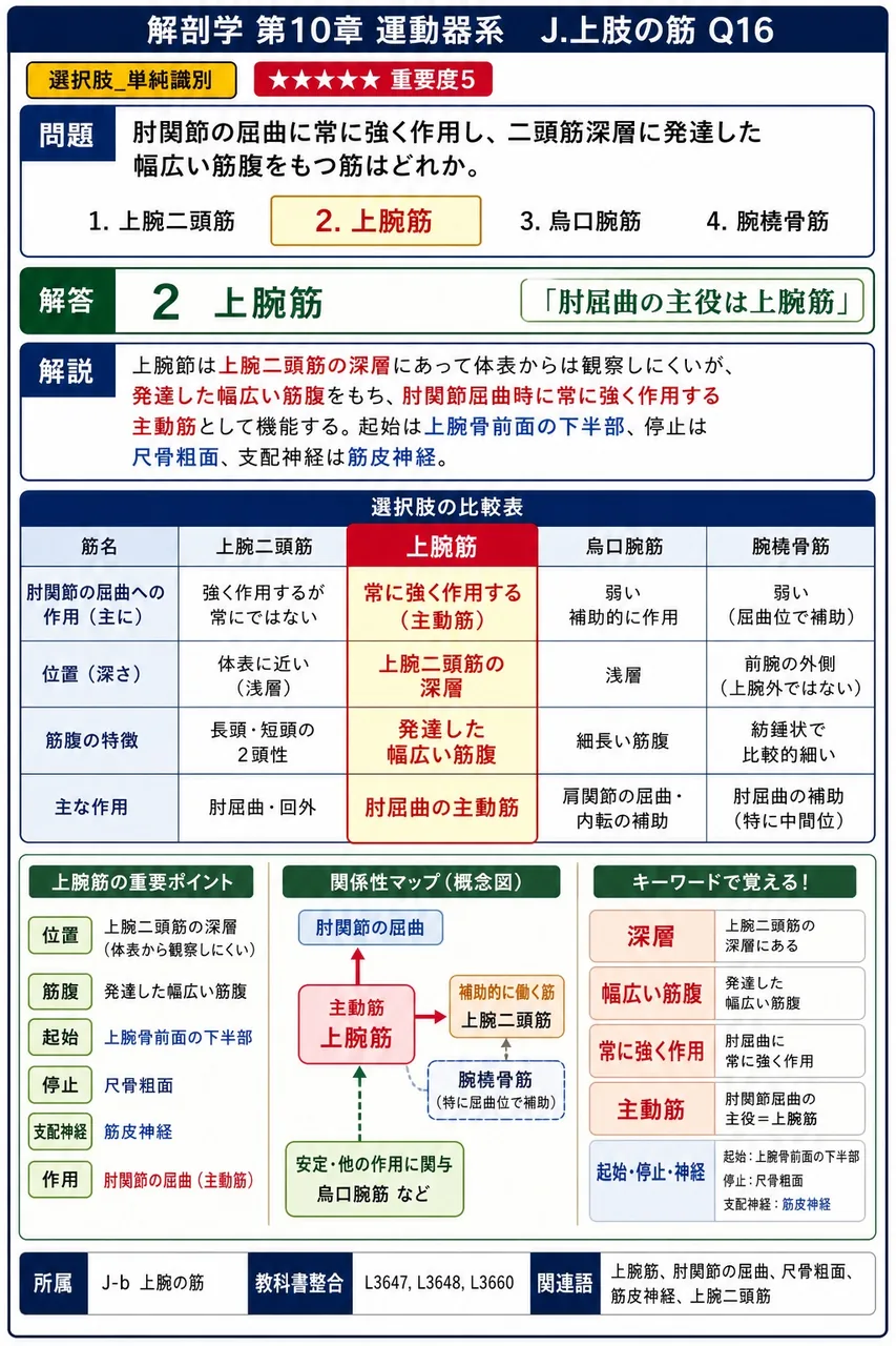 肩から上腕上部にかけての“肩の丸み”をつくり、前・中・後の3部に分けられる筋はどれか。 解説図
