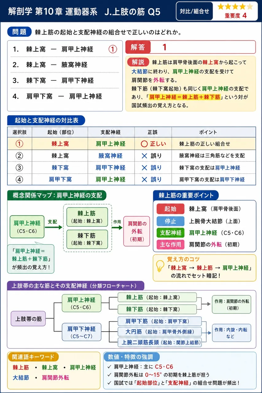 棘上筋の起始と支配神経の組合せで正しいのはどれか。 解説図