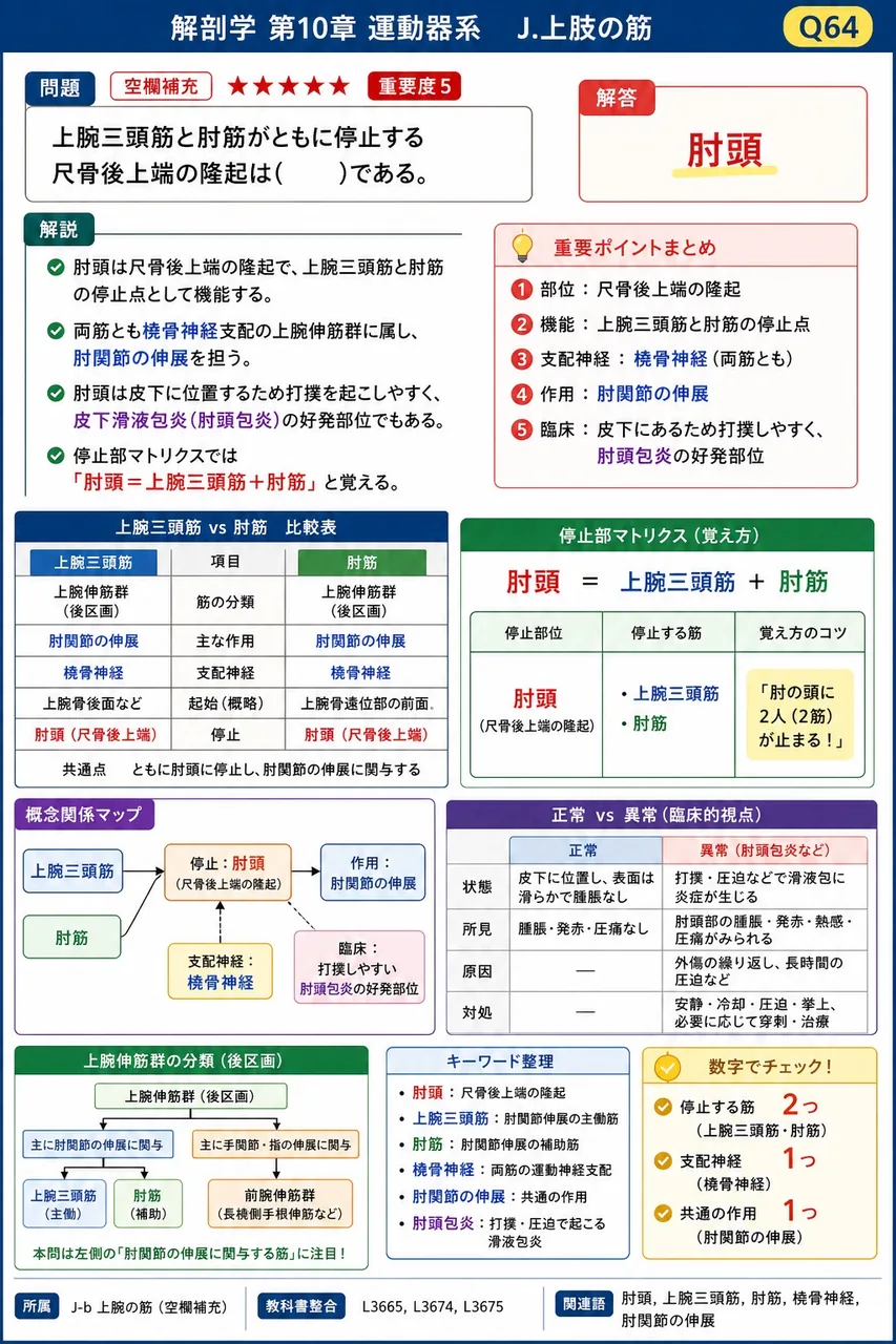 肩甲下筋の停止部と支配神経の組合せで正しいのはどれか。 解説図
