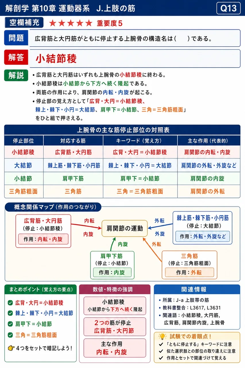 広背筋と大円筋がともに停止する上腕骨の構造名は( )である。 解説図