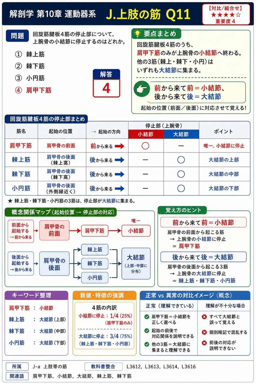 上腕の屈筋群を支配する神経はどれか。 解説図