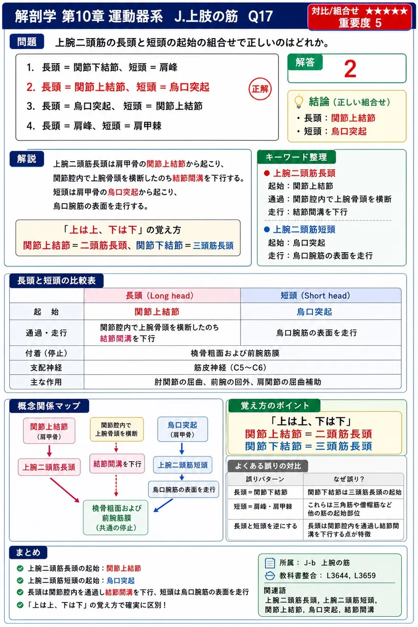 上腕二頭筋の長頭と短頭の起始の組合せで正しいのはどれか。 解説図