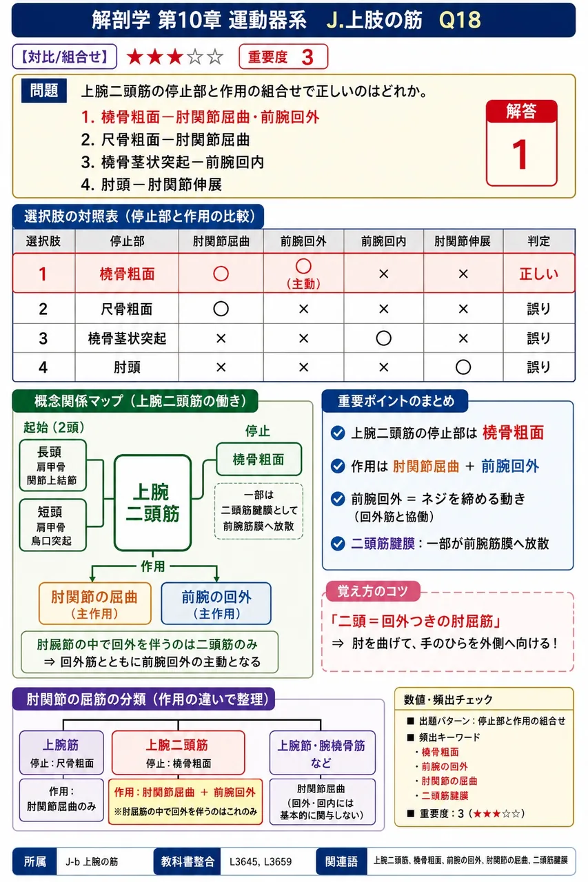 上腕二頭筋の停止部と作用の組合せで正しいのはどれか。 解説図