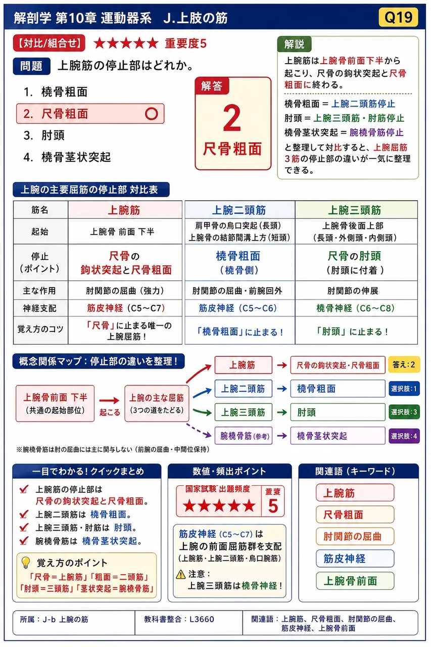 上腕筋の停止部はどれか。 解説図