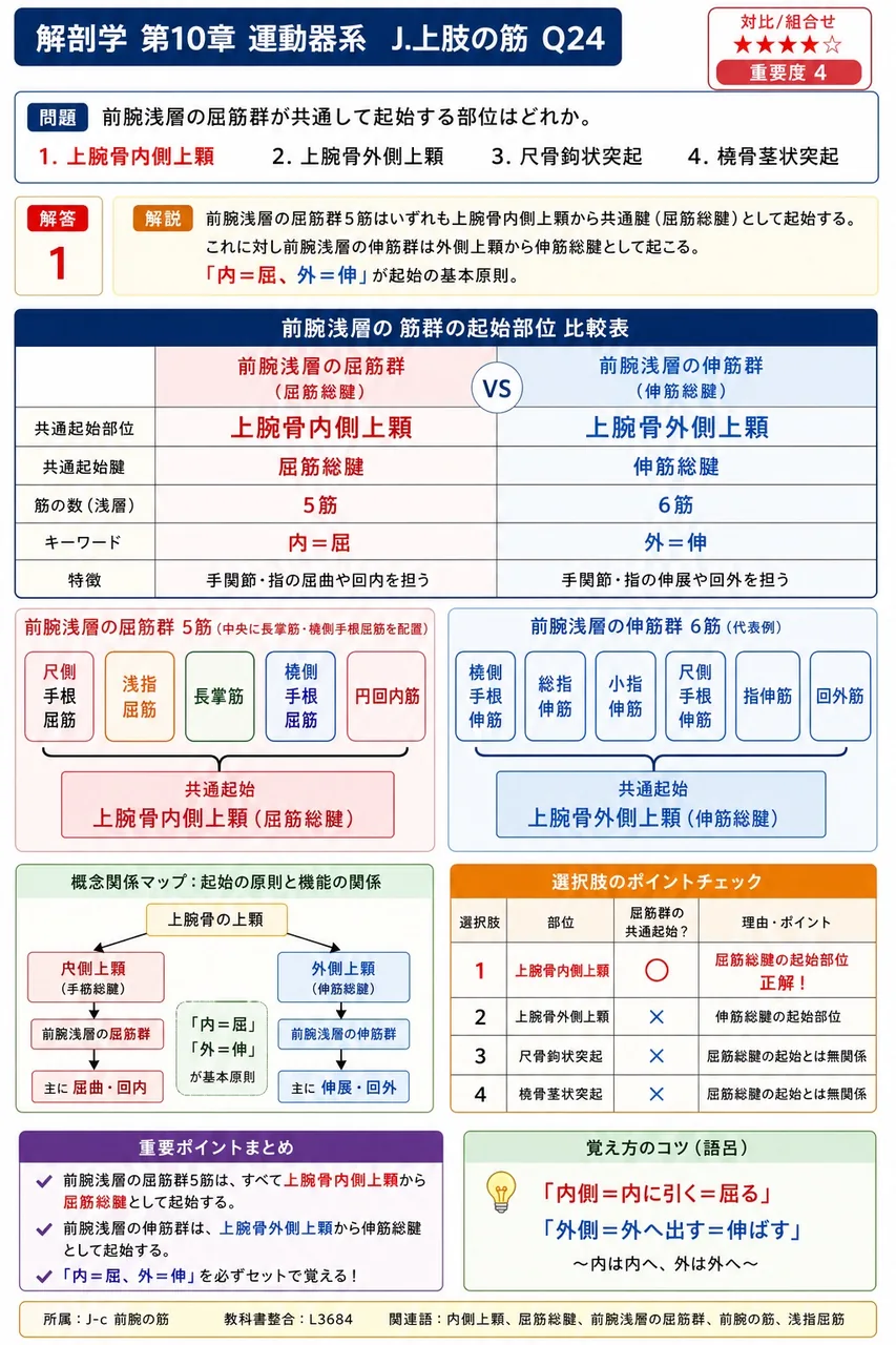 前腕浅層の屈筋群が共通して起始する部位はどれか。 解説図