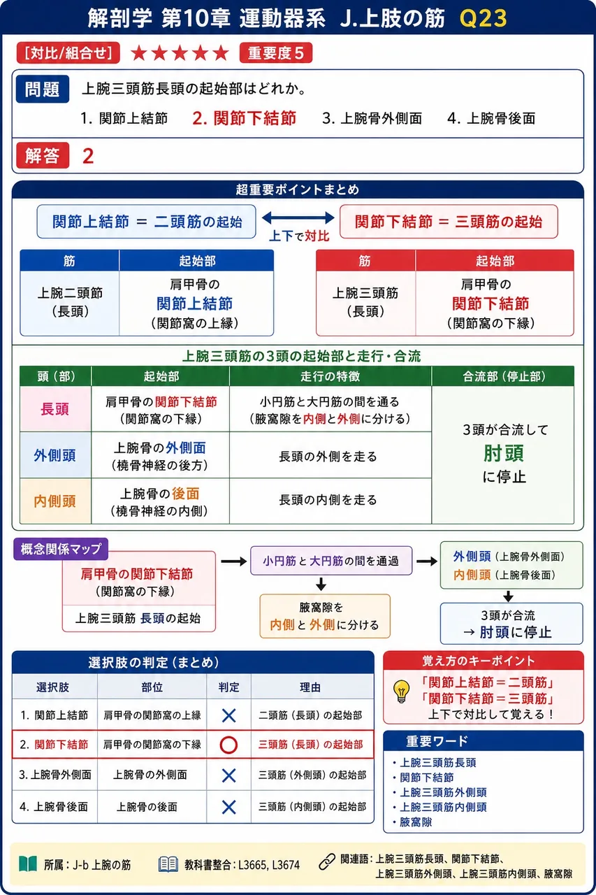 浅指屈筋の停止部と関与関節の組合せで正しいのはどれか。 解説図