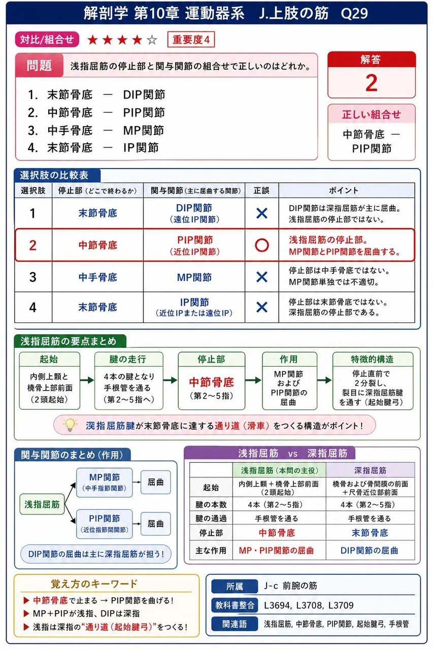 DIP関節を屈曲させる唯一の筋はどれか。 解説図
