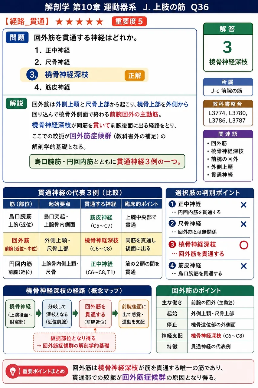 前腕浅層の伸筋群6筋に含まれない筋はどれか。 解説図