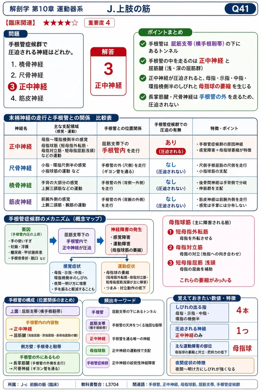 手根管症候群で圧迫される神経はどれか。 解説図