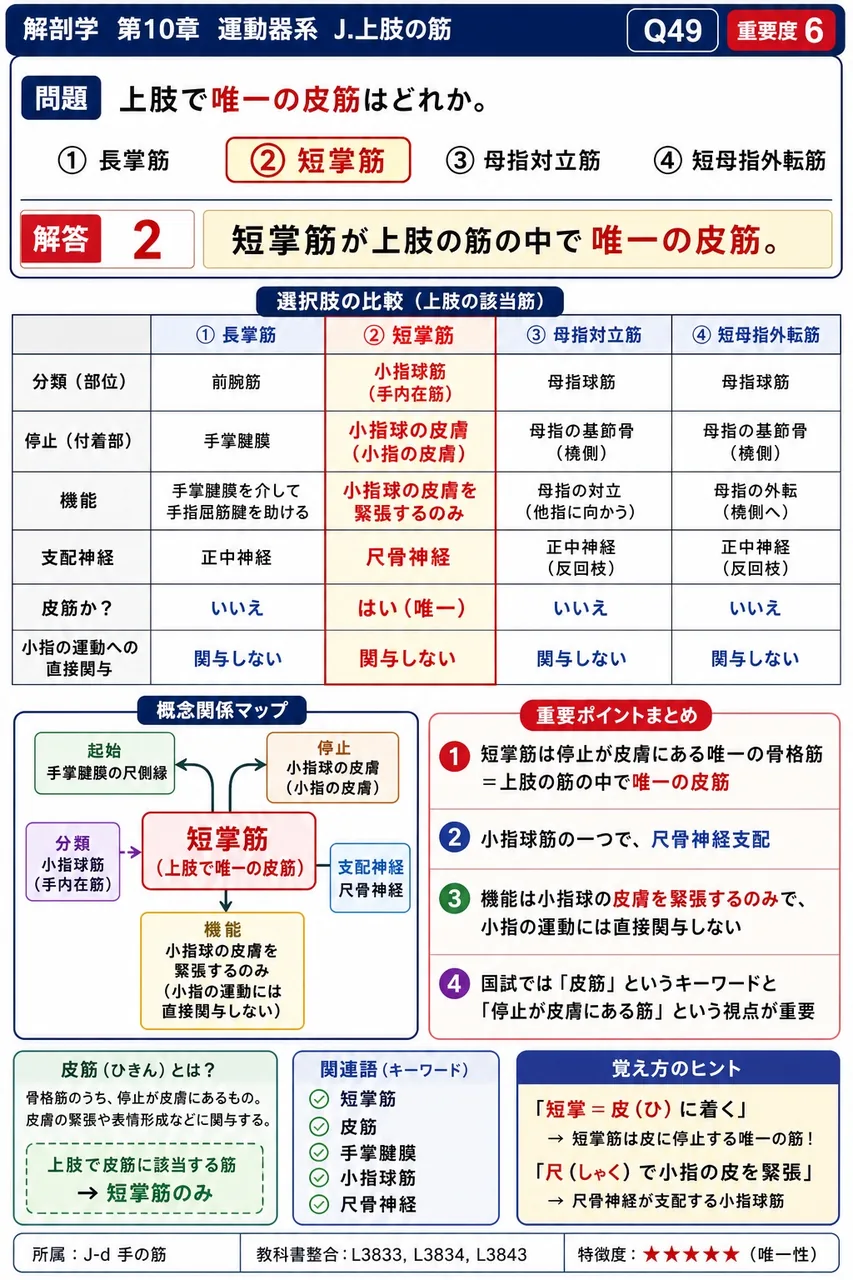 上肢で唯一の皮筋はどれか。 解説図