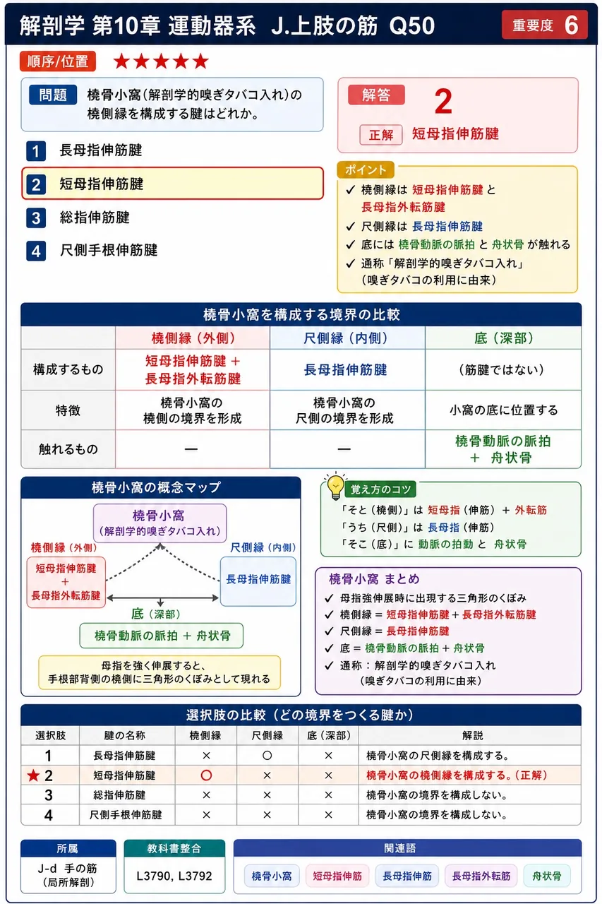 橈骨小窩(解剖学的嗅ぎタバコ入れ)の橈側縁を構成する腱はどれか。 解説図