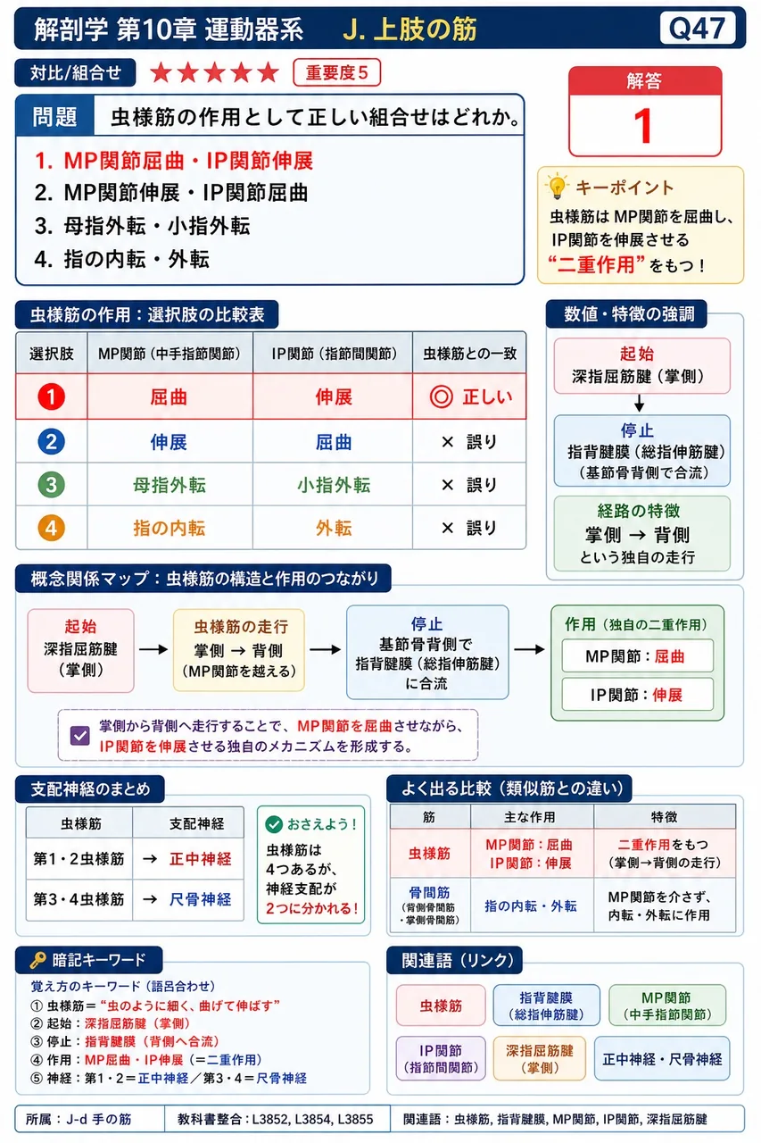 肩関節の屈曲に主に関与する筋として正しい組合せはどれか。 解説図