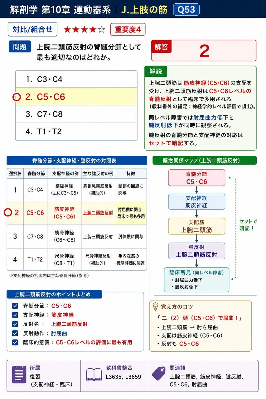 上腕二頭筋反射の脊髄分節として最も適切なのはどれか。 解説図