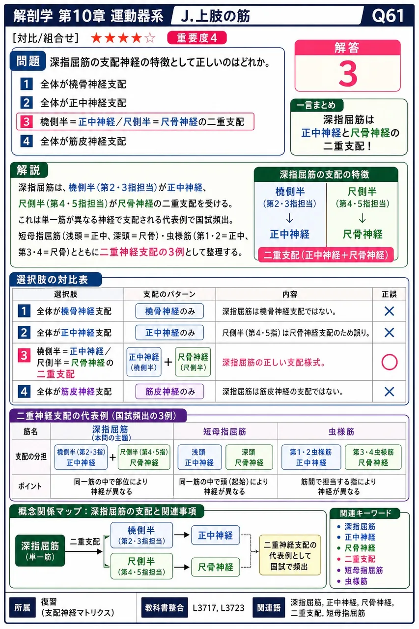 深指屈筋の支配神経の特徴として正しいのはどれか。 解説図