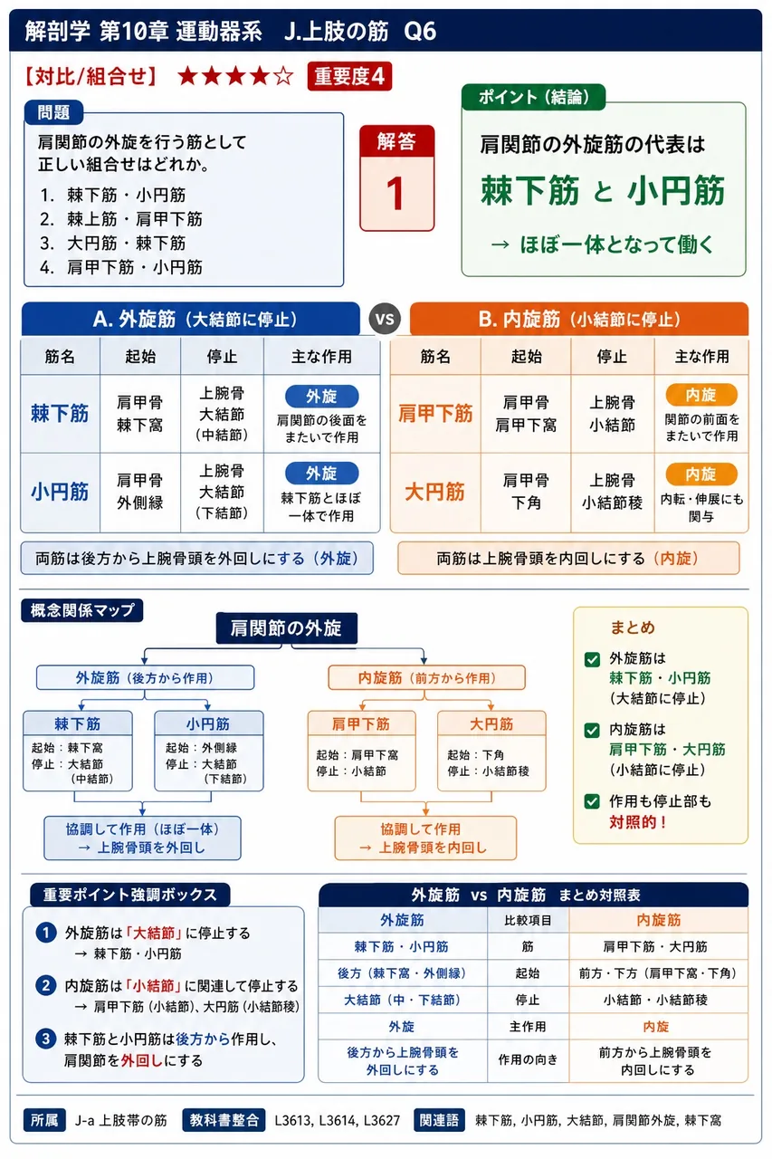 長掌筋が前腕遠位部で屈筋支帯の浅層を通過したのち、扇状に広がって手掌の皮膚と癒合する膜状構造を( )という。 解説図