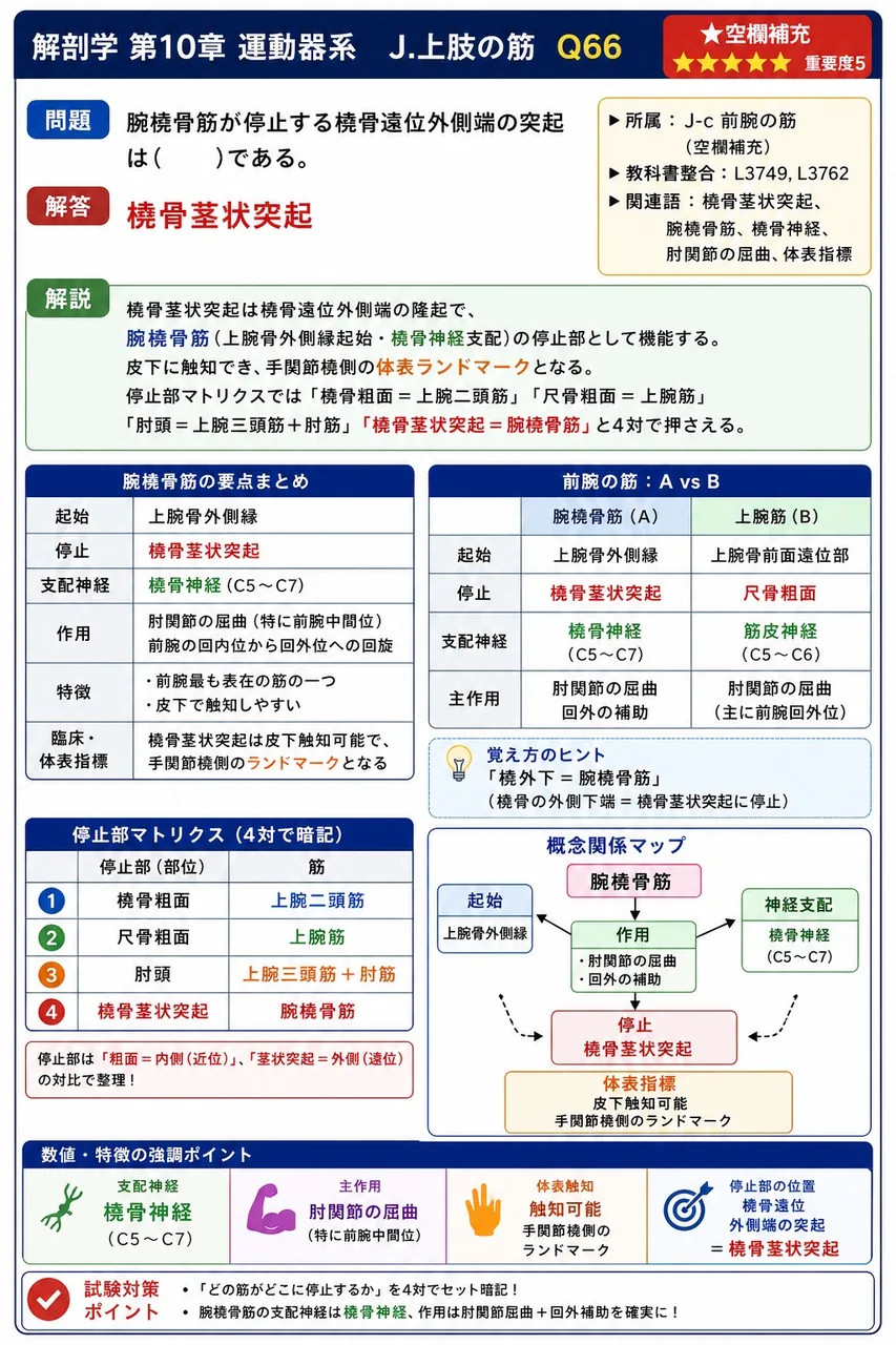 腕橈骨筋が停止する橈骨遠位外側端の突起は( )である。 解説図