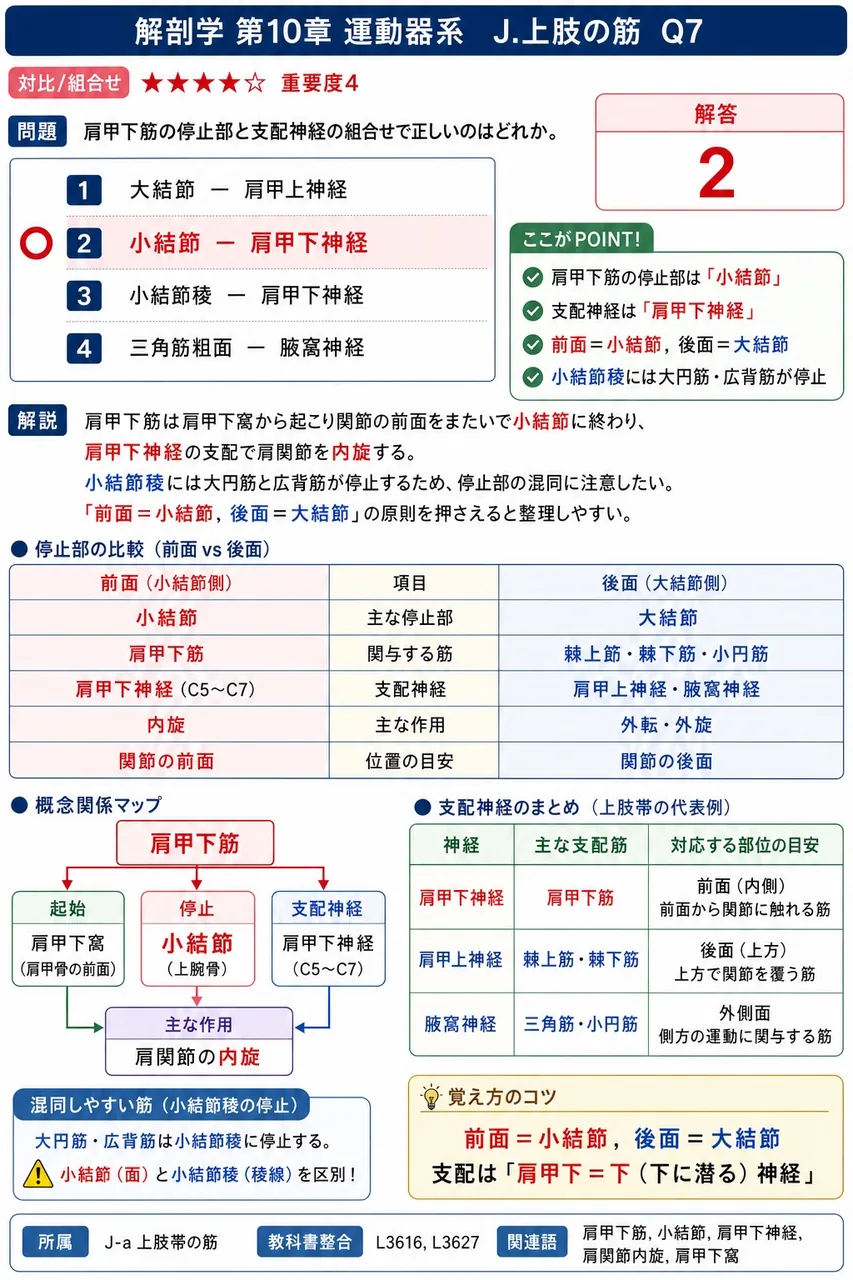 上腕骨を動かす関節の運動範囲は、鎖骨と肩甲骨からなる( )の運動が加わることで広げられる。 解説図
