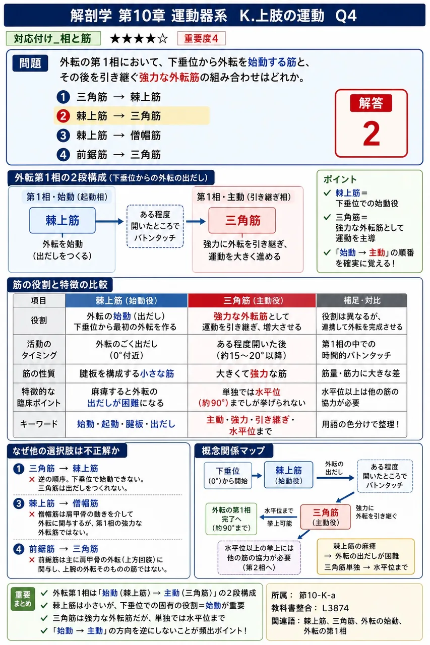 外転の第1相において、下垂位から外転を始動する筋と、その後を引き継ぐ強力な外転筋の組み合わせはどれか。 解説図