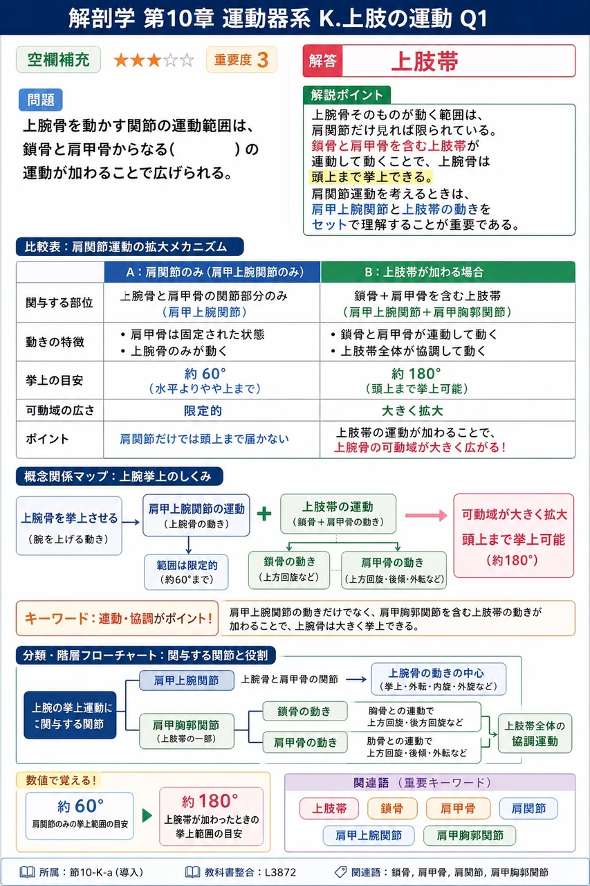 外転第2相で生じる肩甲骨の回旋運動は、どの2つの関節での運動の和として実現されるか。 解説図