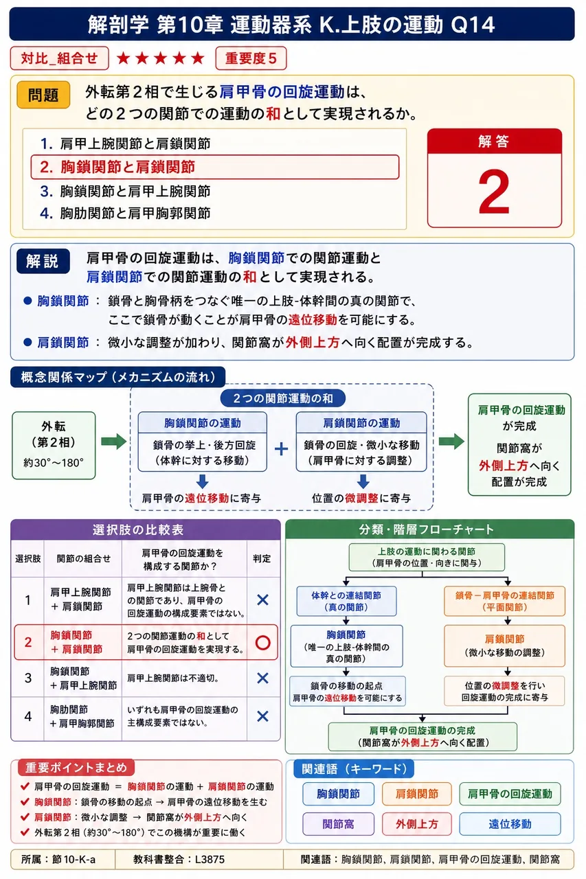 肘関節の屈曲に協力筋として関与する筋の組み合わせとして正しいのはどれか。 解説図