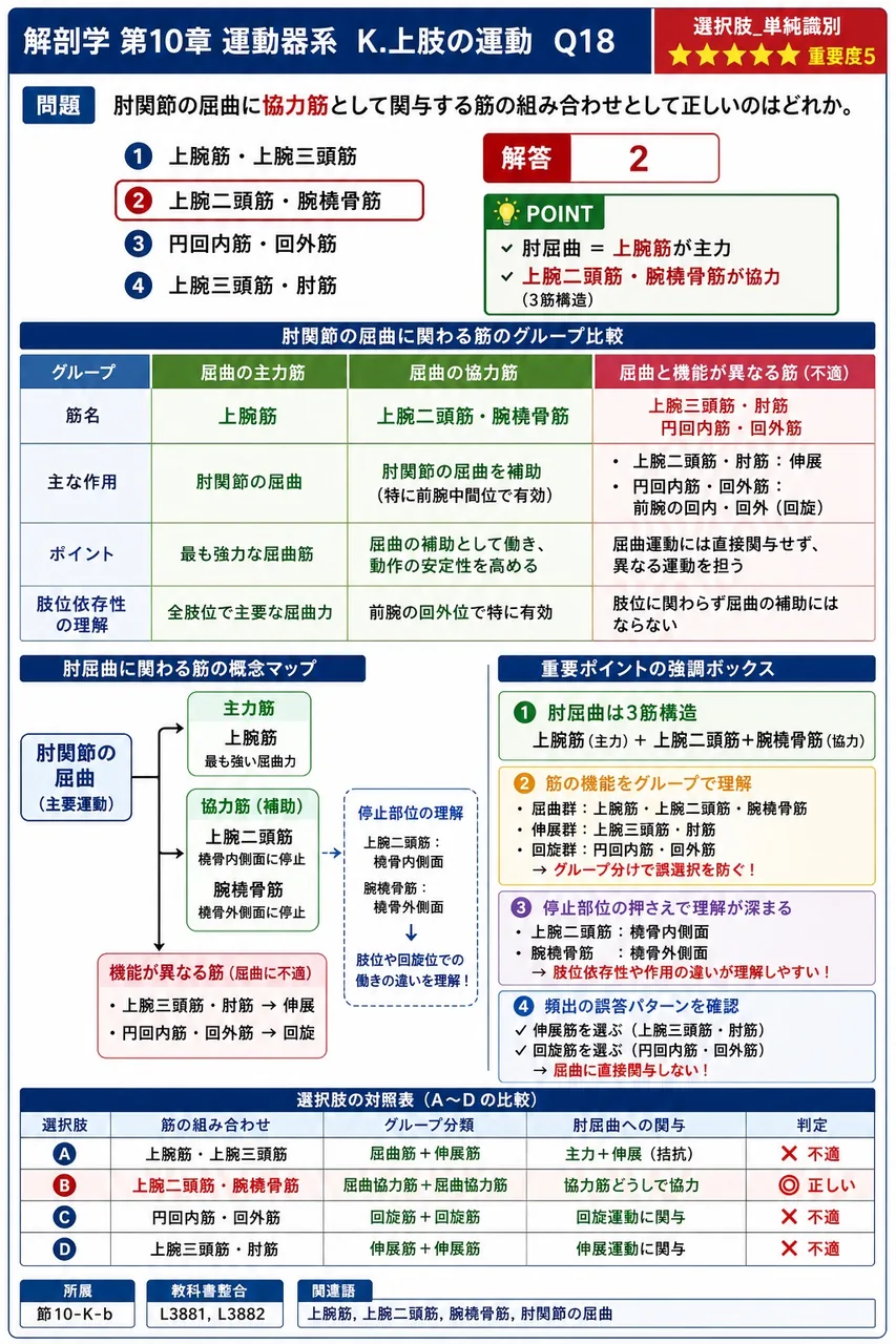 肘筋について正しいのはどれか。 解説図