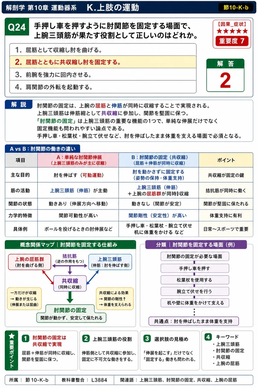 手押し車を押すように肘関節を固定する場面で、上腕三頭筋が果たす役割として正しいのはどれか。 解説図