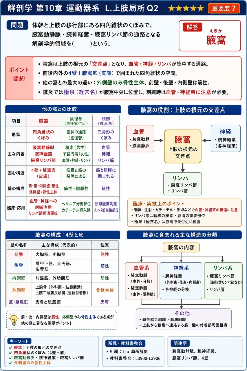 体幹と上肢の移行部にある四角錐状のくぼみで、腋窩動静脈・腕神経叢・腋窩リンパ節の通路となる解剖学的領域を( )という。 解説図