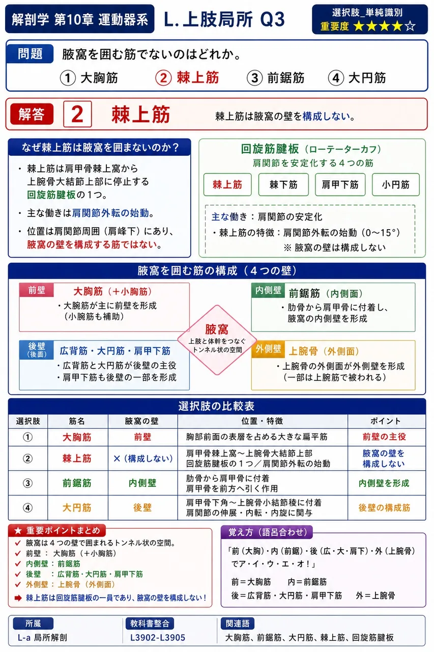 腋窩を囲む筋でないのはどれか。 解説図
