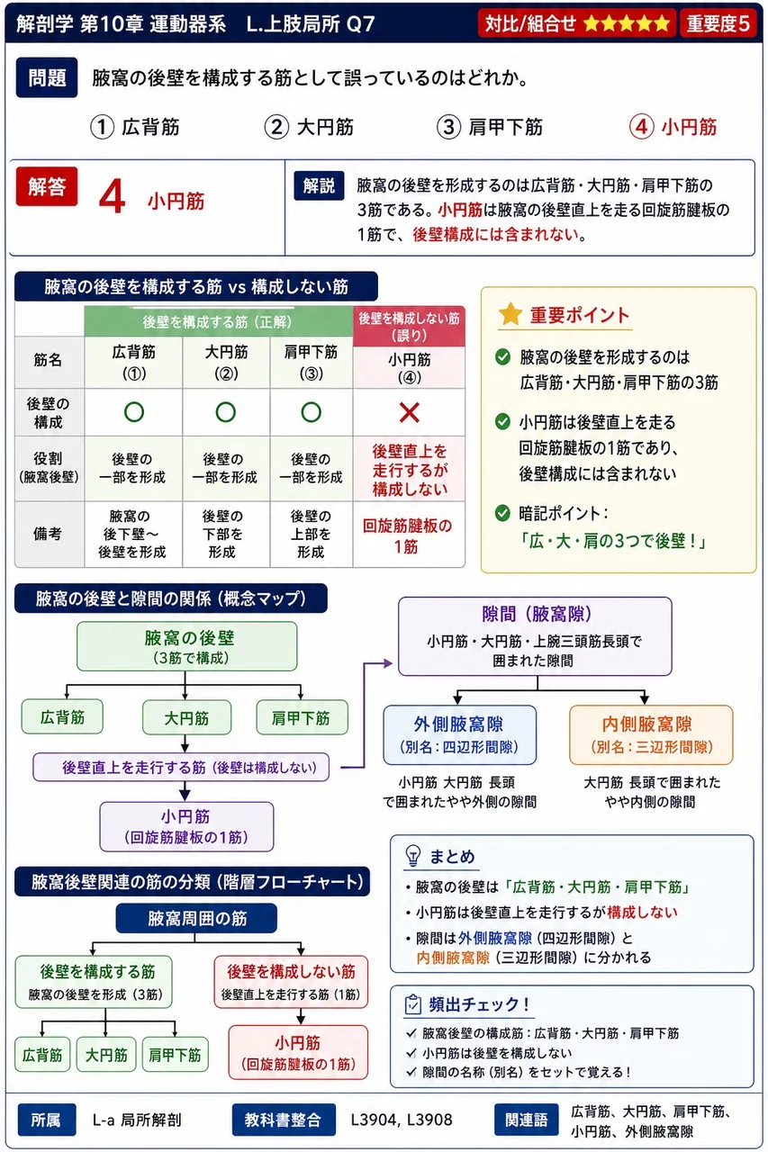 腋窩の後壁を構成する筋として誤っているのはどれか。 解説図