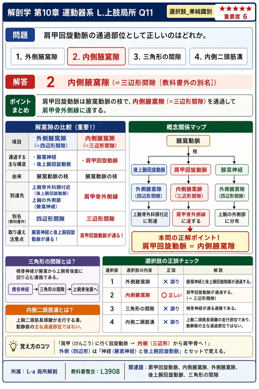 肩甲回旋動脈の通過部位として正しいのはどれか。 解説図