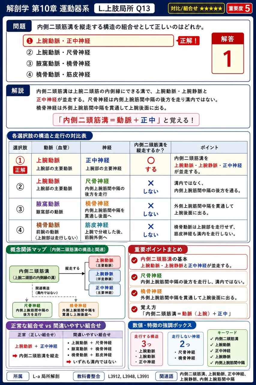 上腕骨内・外側縁から内・外側上顆まで走り、屈筋群と伸筋群を区画する肥厚した筋膜の層を( )という。 解説図