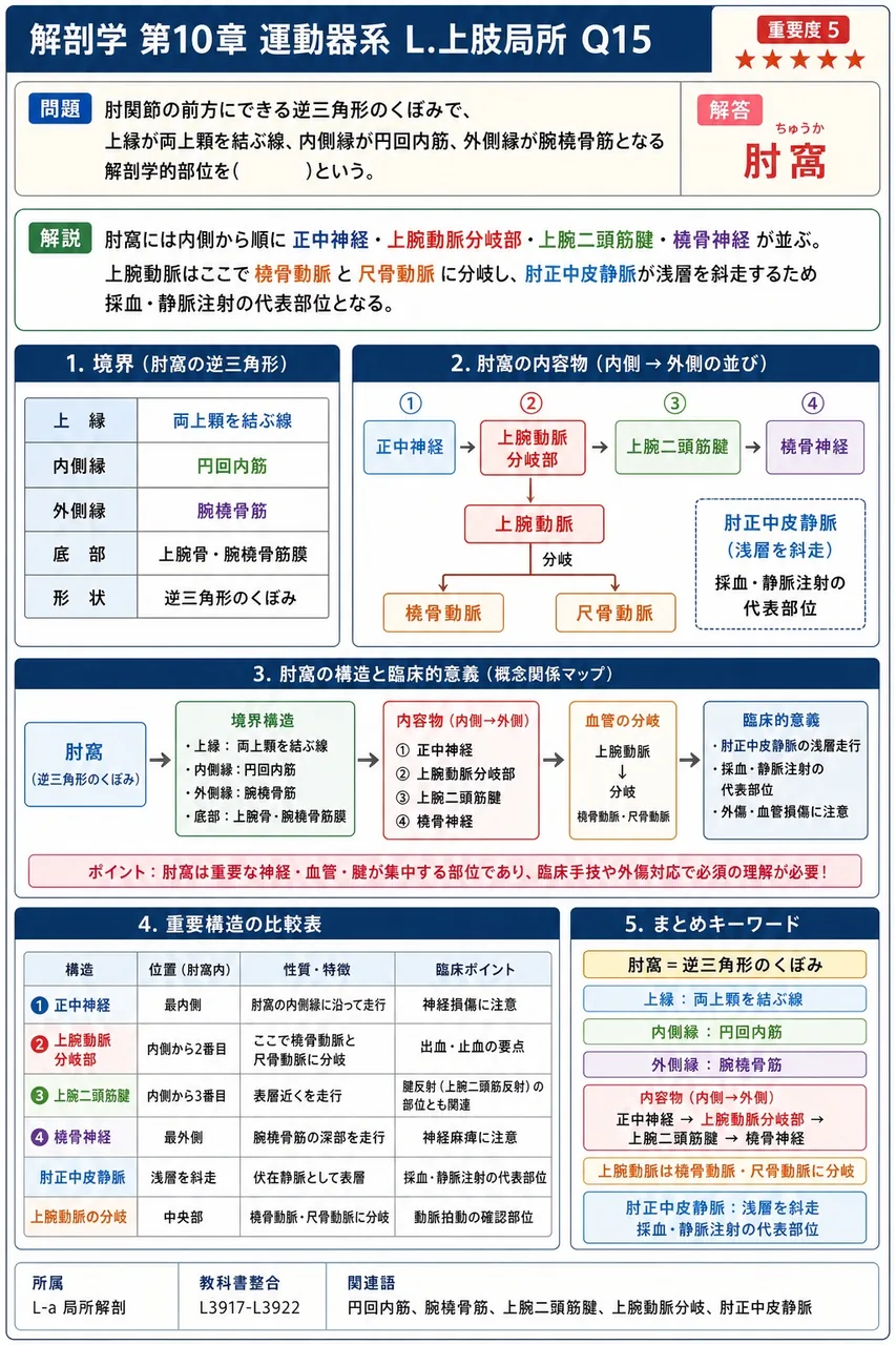 肘関節の前方にできる逆三角形のくぼみで、上縁が両上顆を結ぶ線、内側縁が円回内筋、外側縁が腕橈骨筋となる解剖学的部位を( )という。 解説図
