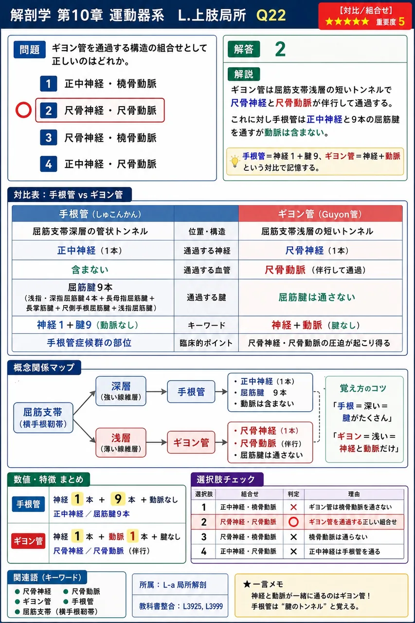 ギヨン管を通過する構造の組合せとして正しいのはどれか。 解説図