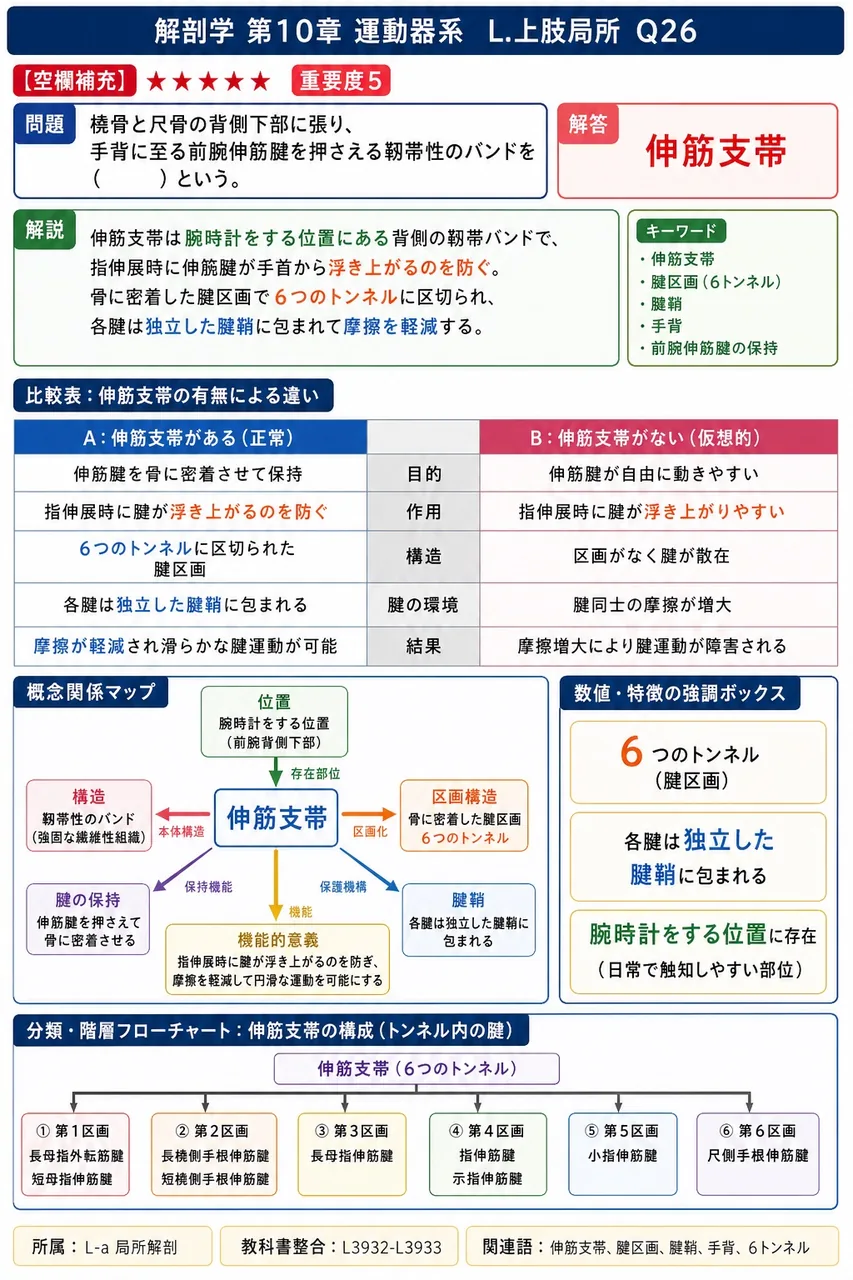 橈骨と尺骨の背側下部に張り、手背に至る前腕伸筋腱を押さえる靱帯性のバンドを( )という。 解説図