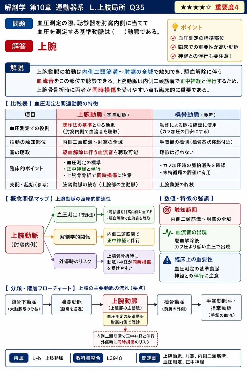血圧測定の際、聴診器を肘窩内側に当てて血圧を測定する基準動脈は( )動脈である。 解説図