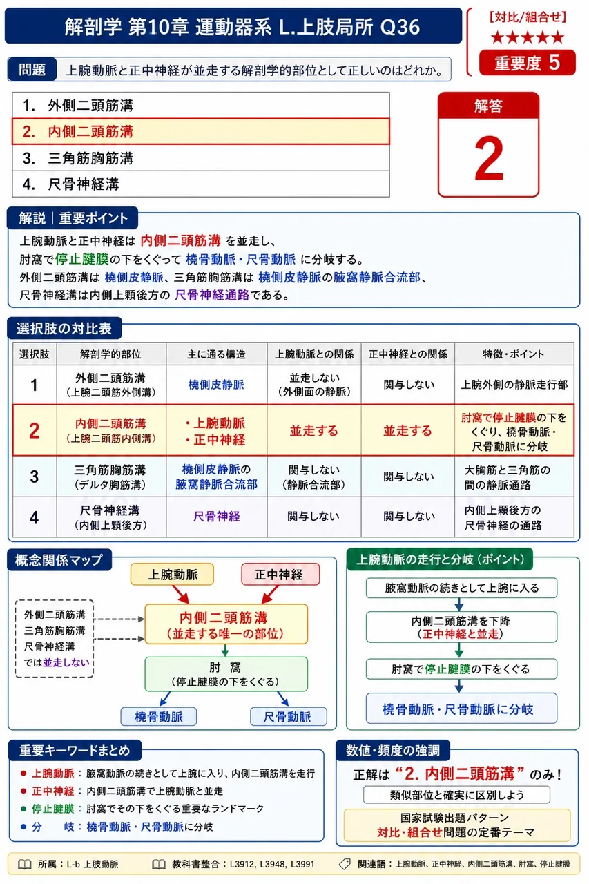 上腕動脈と正中神経が並走する解剖学的部位として正しいのはどれか。 解説図