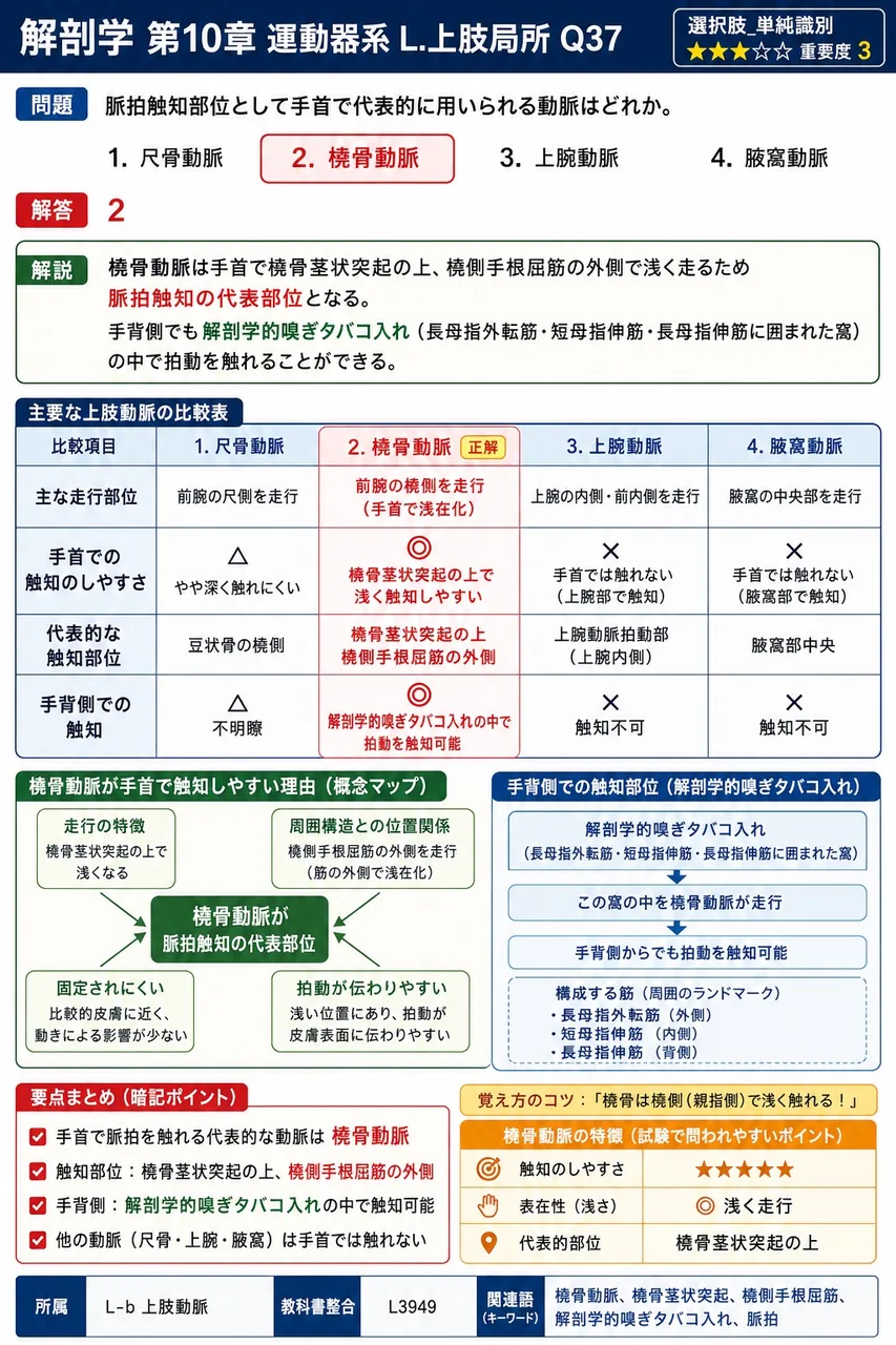 脈拍触知部位として手首で代表的に用いられる動脈はどれか。 解説図