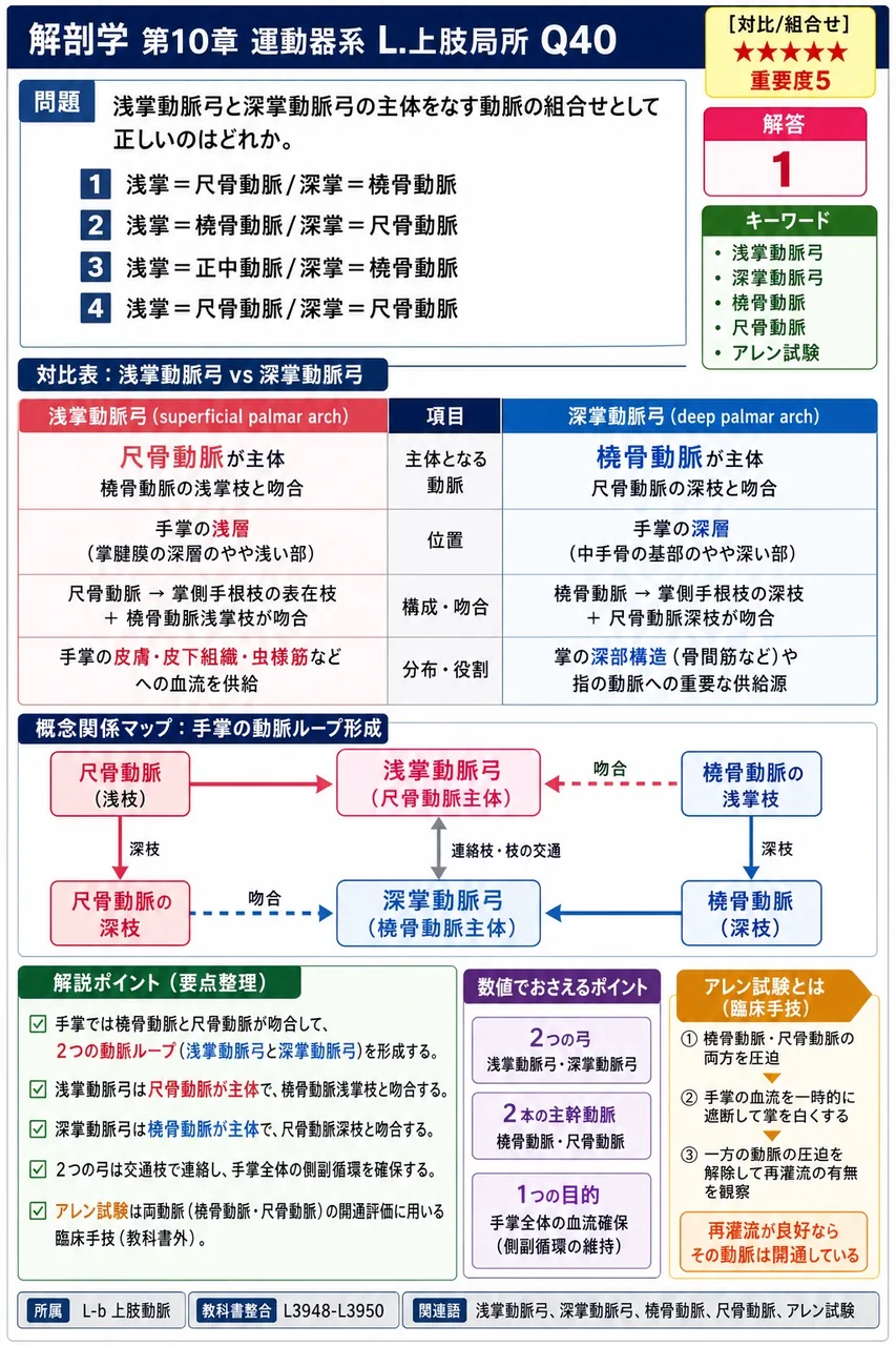 浅掌動脈弓と深掌動脈弓の主体をなす動脈の組合せとして正しいのはどれか。 解説図