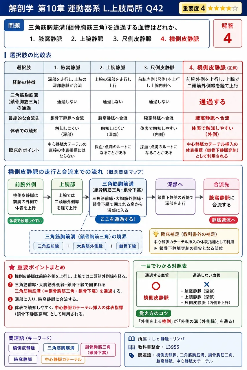 三角筋胸筋溝(鎖骨胸筋三角)を通過する血管はどれか。 解説図