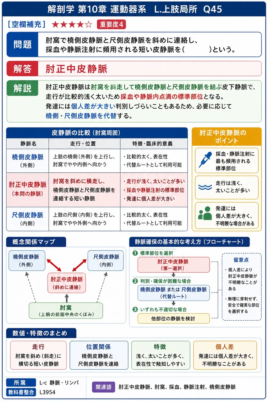 肘窩で橈側皮静脈と尺側皮静脈を斜めに連絡し、採血や静脈注射に頻用される短い皮静脈を( )という。 解説図