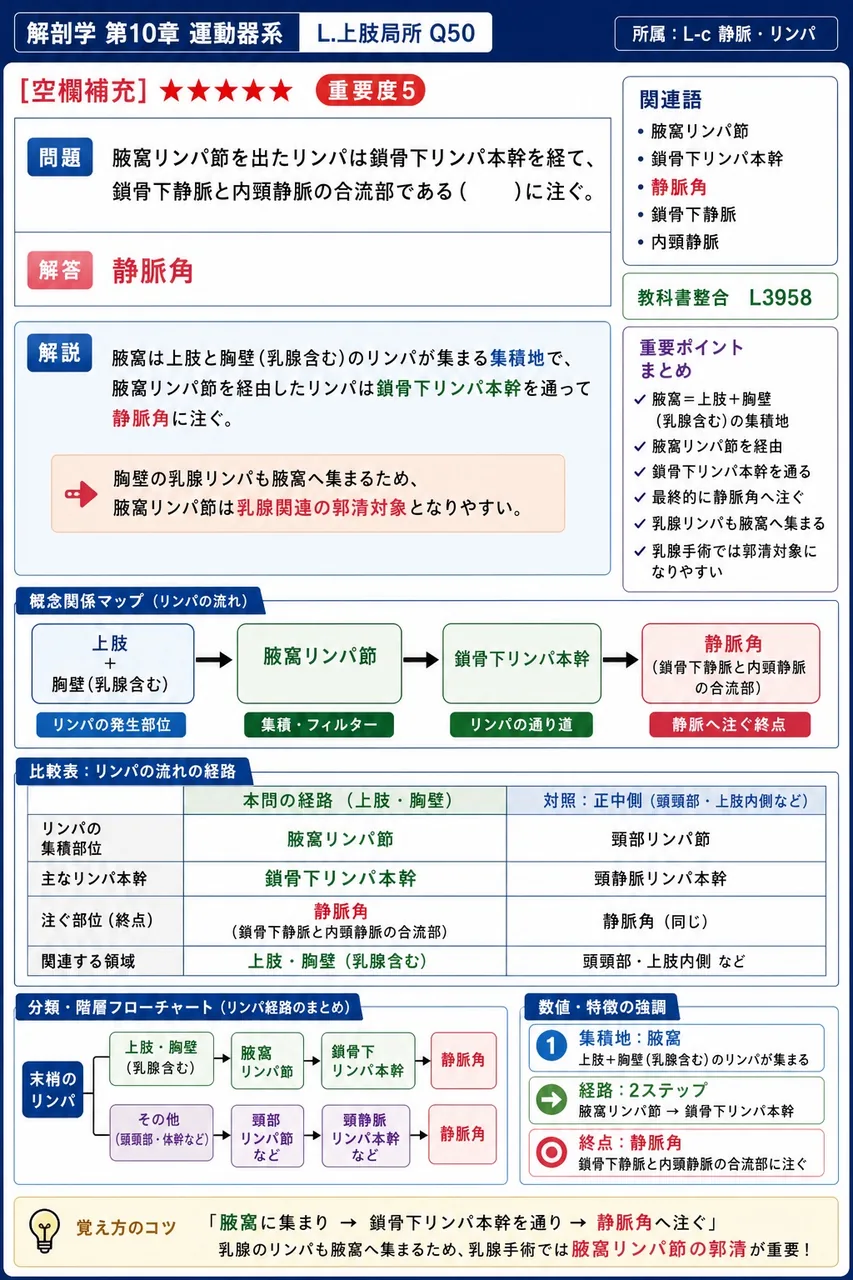 腋窩リンパ節を出たリンパは鎖骨下リンパ本幹を経て、鎖骨下静脈と内頸静脈の合流部である( )に注ぐ。 解説図