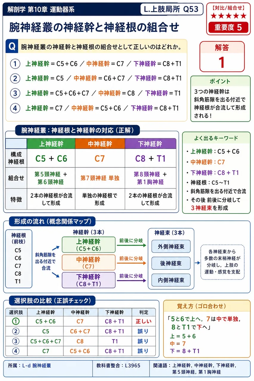 腕神経叢の神経幹と神経根の組合せとして正しいのはどれか。 解説図