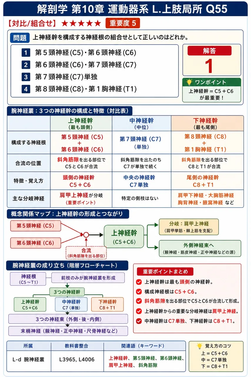 上神経幹を構成する神経根の組合せとして正しいのはどれか。 解説図