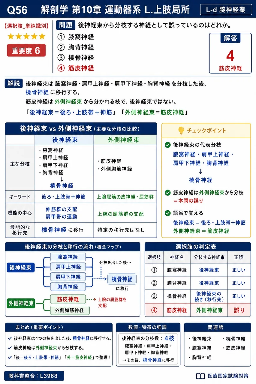 後神経束から分枝する神経として誤っているのはどれか。 解説図