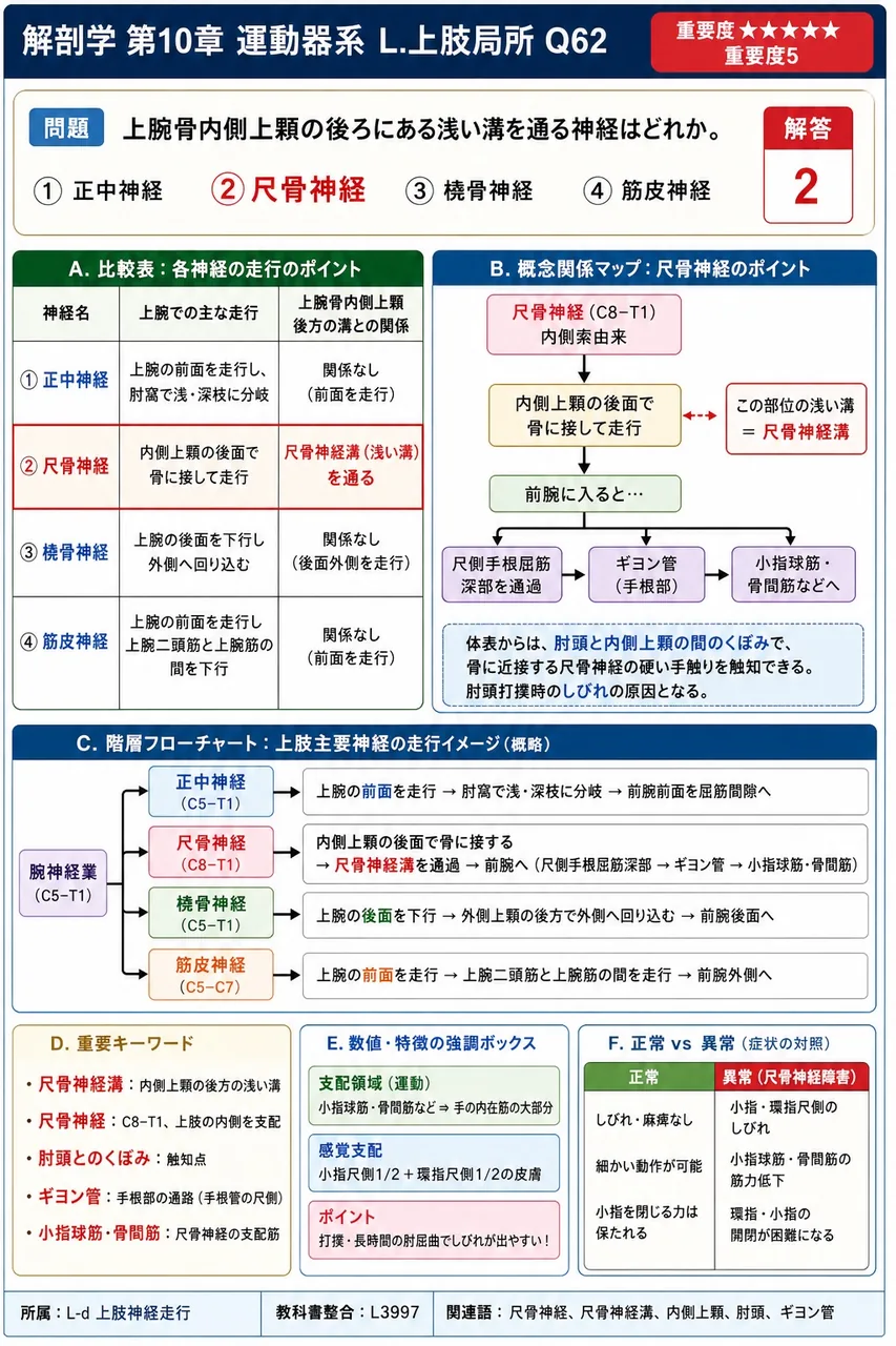 上腕骨内側上顆の後ろにある浅い溝を通る神経はどれか。 解説図