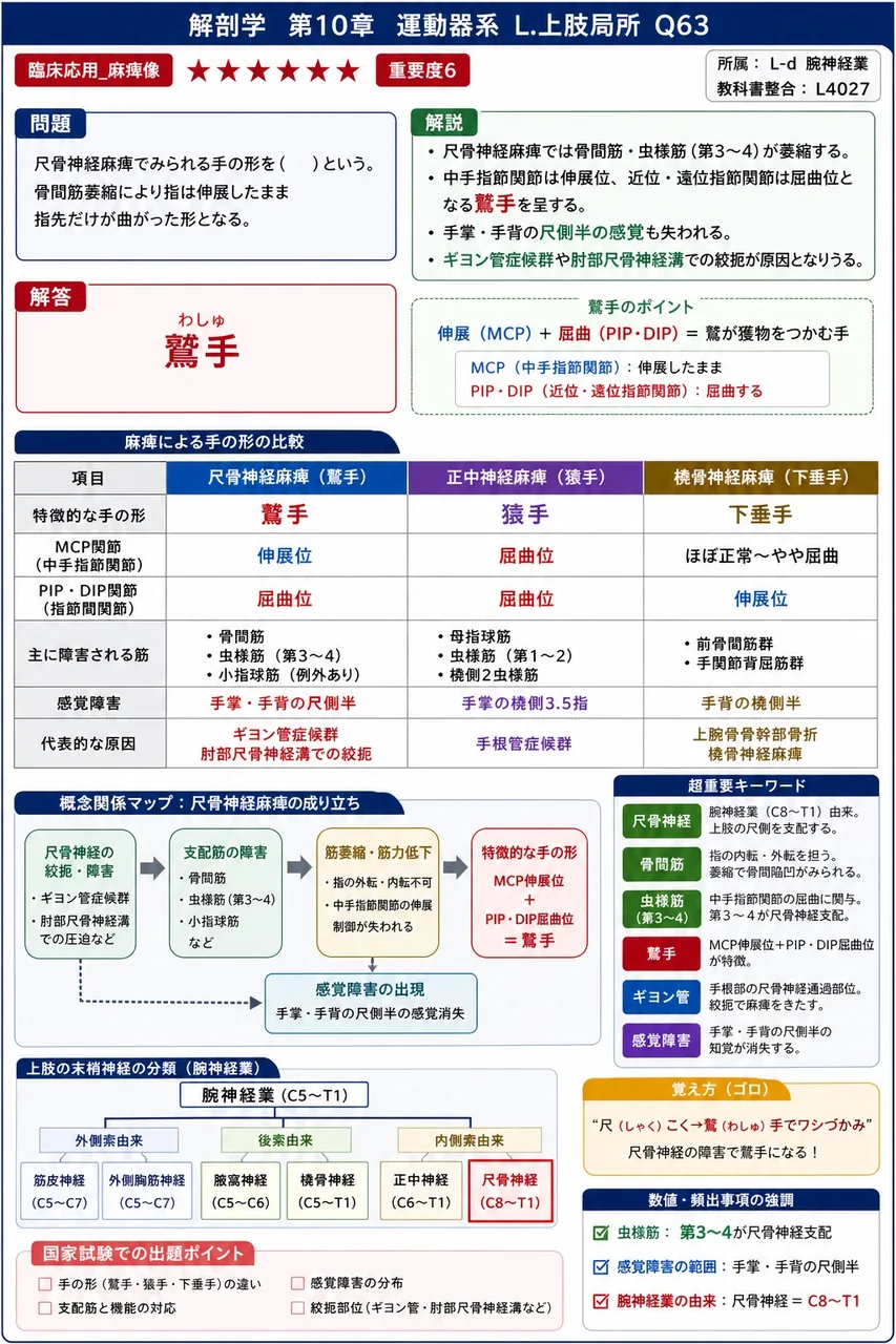 尺骨神経麻痺でみられる手の形を( )という。骨間筋萎縮により指は伸展したまま指先だけが曲がった形となる。 解説図