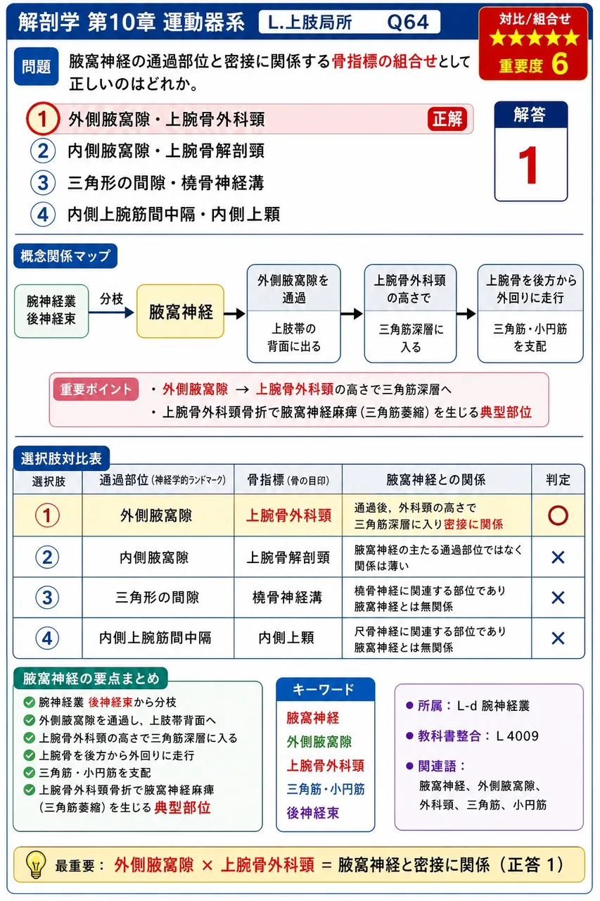 腋窩神経の通過部位と密接に関係する骨指標の組合せとして正しいのはどれか。 解説図